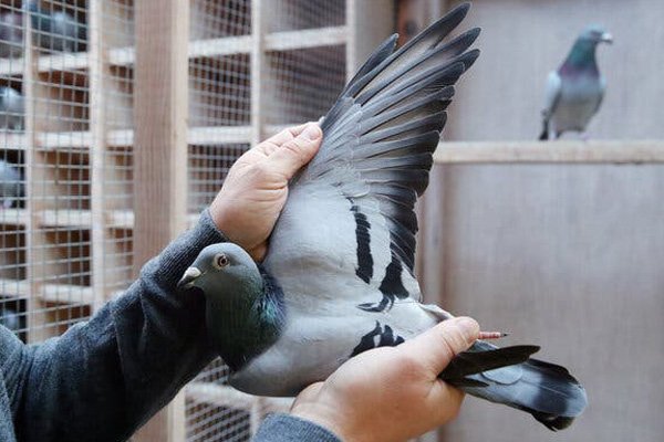 Mauli Pigeon Netting in Pune
