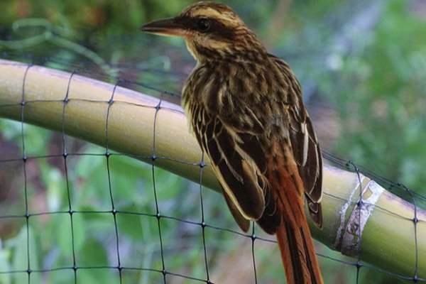 Mauli Sparrow Netting in Pune